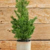 Clearance Decorator's Warehouse 18" Plastic Cypress Tree In Tin Pot